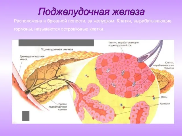 Расположена в брюшной полости, за желудком. Клетки, вырабатывающие гормоны, называются островковые клетки. Поджелудочная железа