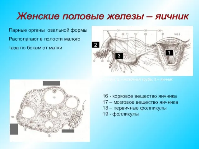 Парные органы овальной формы Располагают в полости малого таза по