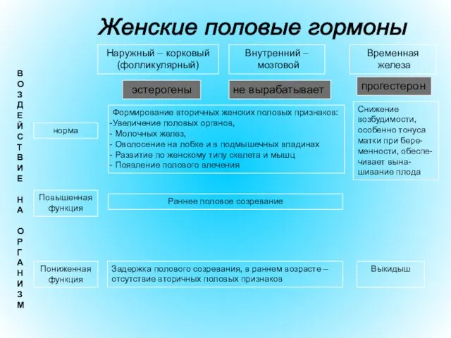 Наружный – корковый (фолликулярный) Внутренний – мозговой Временная железа эстерогены