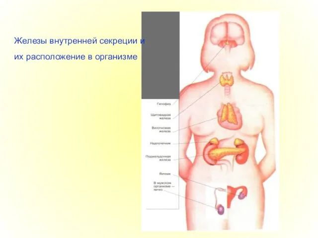 Железы внутренней секреции и их расположение в организме