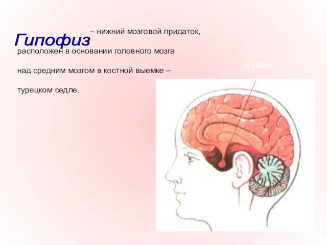 – нижний мозговой придаток, расположен в основании головного мозга над средним мозгом в