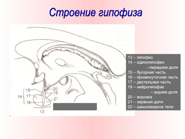 13 – гипофиз 14 – аденогипофиз - передняя доля 15 – бугорная часть