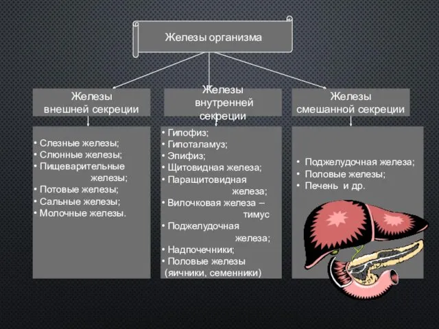 Железы внутренней секреции Железы смешанной секреции Железы внешней секреции Слезные железы; Слюнные железы;