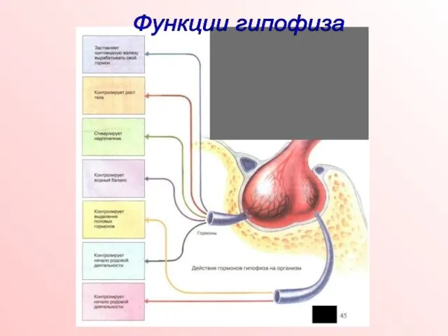 Функции гипофиза