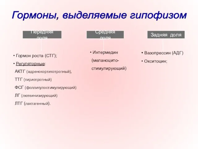 Передняя доля Гормон роста (СТГ); Регуляторные: АКТГ (адренокортикотропный), ТТГ (тириотропный) ФСГ (фолликулостимулирующий) ЛГ