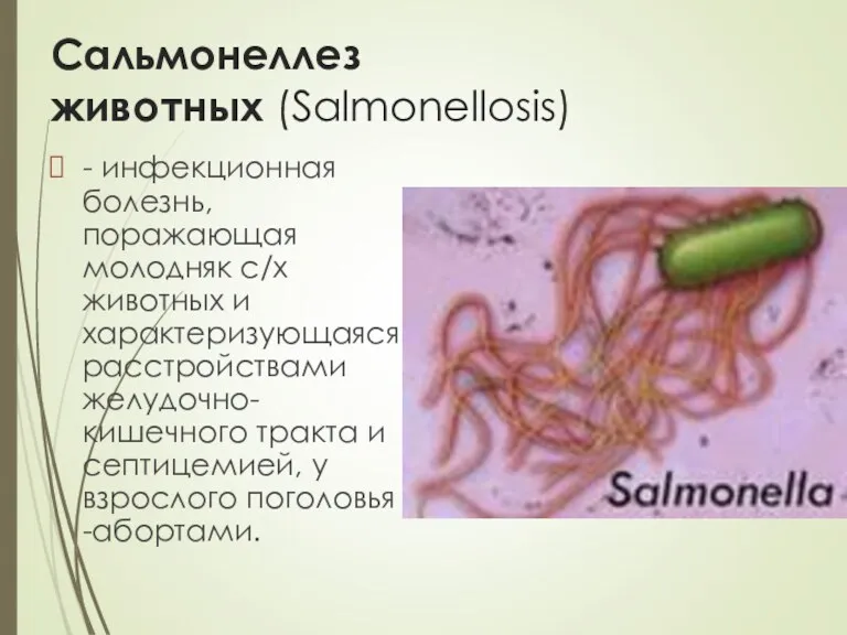 Сальмонеллез животных (Salmonellosis) - инфекционная болезнь, поражающая молодняк с/х животных