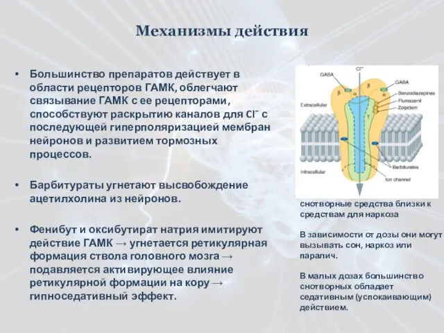 Большинство препаратов действует в области рецепторов ГАМК, облегчают связывание ГАМК