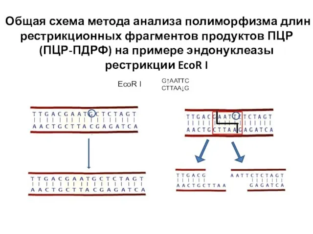 Общая схема метода анализа полиморфизма длин рестрикционных фрагментов продуктов ПЦР