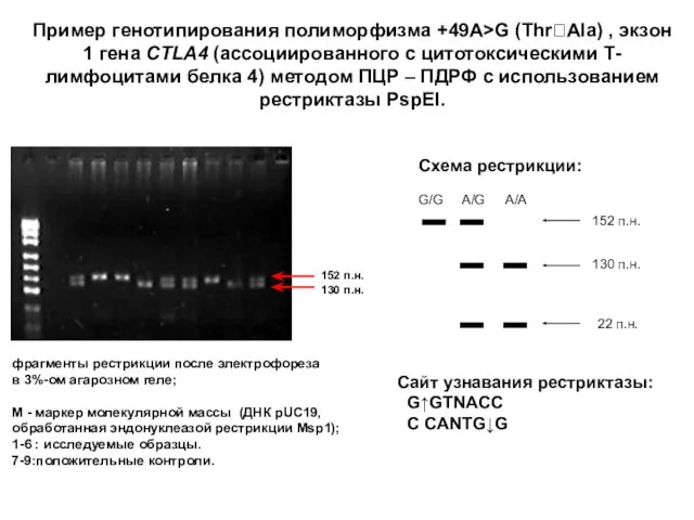 Пример генотипирования полиморфизма +49A>G (Thr?Ala) , экзон 1 гена CTLA4