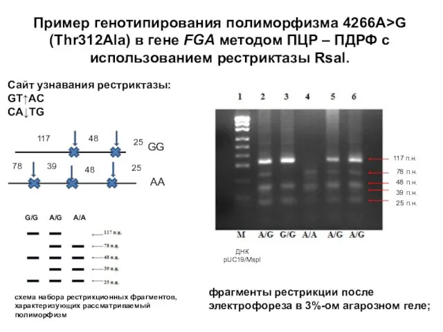 Пример генотипирования полиморфизма 4266A>G (Thr312Ala) в гене FGA методом ПЦР