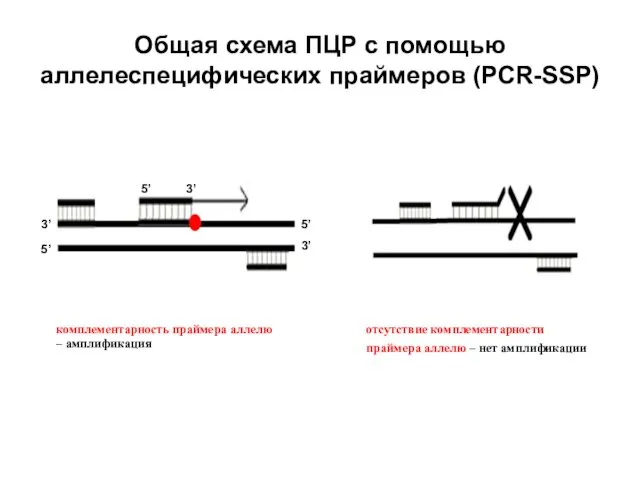 Общая схема ПЦР с помощью аллелеспецифических праймеров (PCR-SSP)