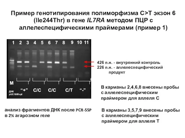 Пример генотипирования полиморфизма C>T экзон 6 (Ile244Thr) в гене IL7RA