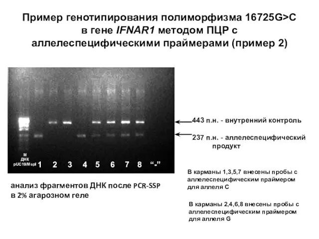 Пример генотипирования полиморфизма 16725G>C в гене IFNAR1 методом ПЦР с аллелеспецифическими праймерами (пример 2)