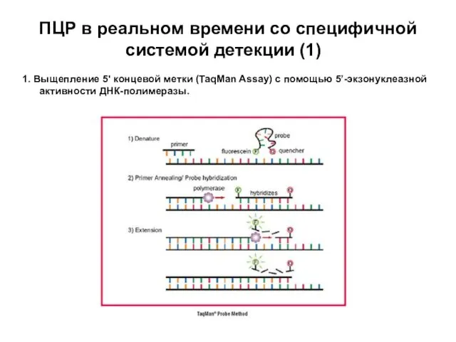 ПЦР в реальном времени со специфичной системой детекции (1) 1.