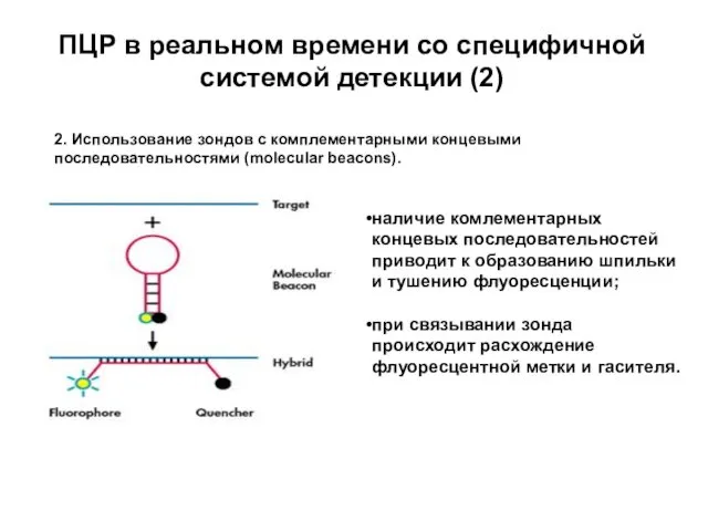 ПЦР в реальном времени со специфичной системой детекции (2) 2.