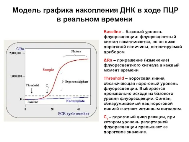 Модель графика накопления ДНК в ходе ПЦР в реальном времени