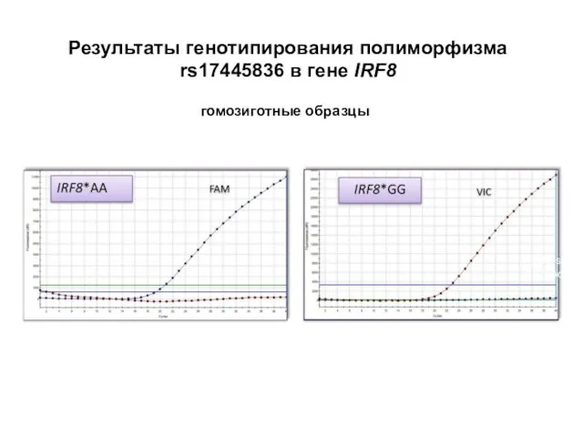 Результаты генотипирования полиморфизма rs17445836 в гене IRF8 Allele-specific product гомозиготные образцы