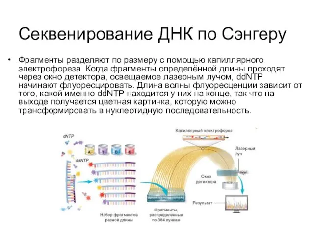 Секвенирование ДНК по Сэнгеру Фрагменты разделяют по размеру с помощью