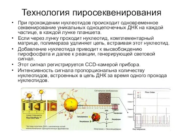 Технология пиросеквенирования При прохождении нуклеотидов происходит одновременное секвенирование уникальных одноцепочечных