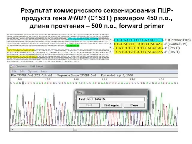 Результат коммерческого секвенирования ПЦР-продукта гена IFNB1 (C153T) размером 450 п.о.,