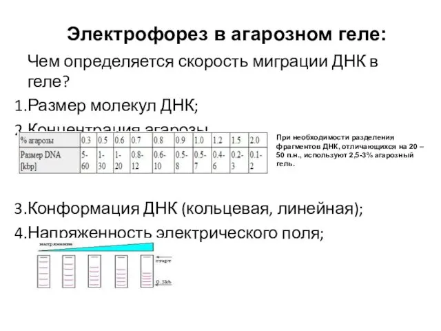 Электрофорез в агарозном геле: Чем определяется скорость миграции ДНК в