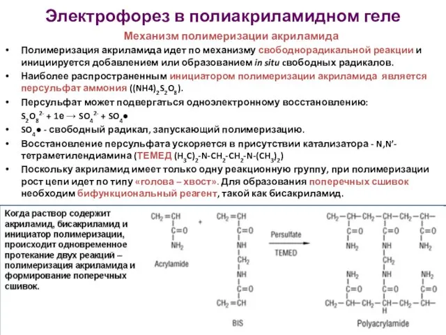 Электрофорез в полиакриламидном геле Механизм полимеризации акриламида Полимеризация акриламида идет