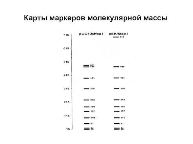 Карты маркеров молекулярной массы