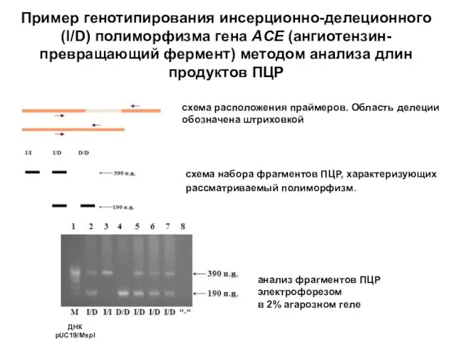 Пример генотипирования инсерционно-делеционного (I/D) полиморфизма гена ACE (ангиотензин-превращающий фермент) методом