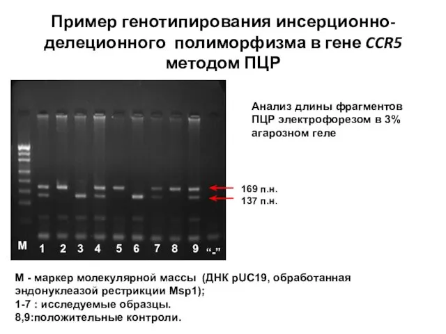 Пример генотипирования инсерционно-делеционного полиморфизма в гене CCR5 методом ПЦР М