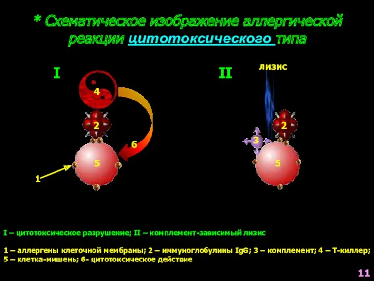 * Схематическое изображение аллергической реакции цитотоксического типа I – цитотоксическое
