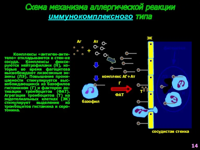 Схема механизма аллергической реакции иммунокомплексного типа Комплексы «антиген-анти-тело» откладываются в