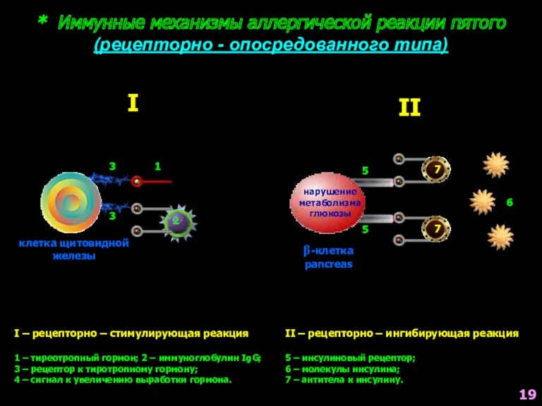 * Иммунные механизмы аллергической реакции пятого (рецепторно - опосредованного типа)