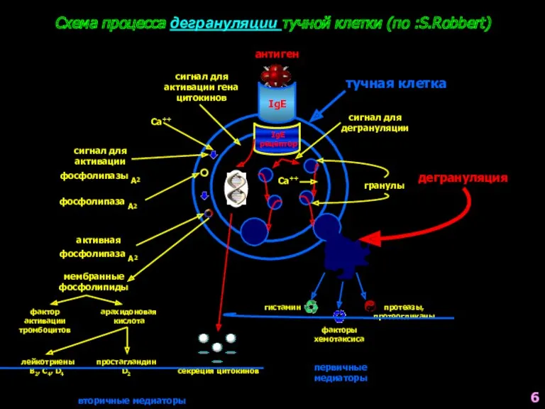 Схема процесса дегрануляции тучной клетки (по :S.Robbert) антиген IgE IgE