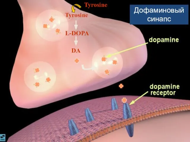 Дофаминовый синапс DA L-DOPA Tyrosine Tyrosine