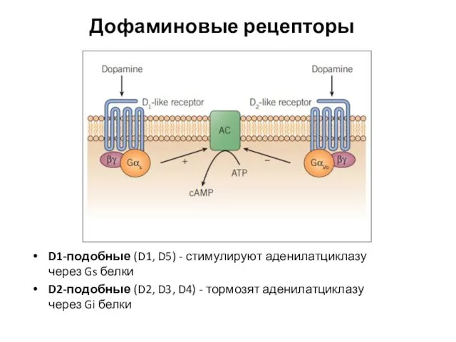 Дофаминовые рецепторы D1-подобные (D1, D5) - стимулируют аденилатциклазу через Gs