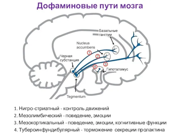 Дофаминовые пути мозга 1. Нигро-стриатный - контроль движений 2. Мезолимбический