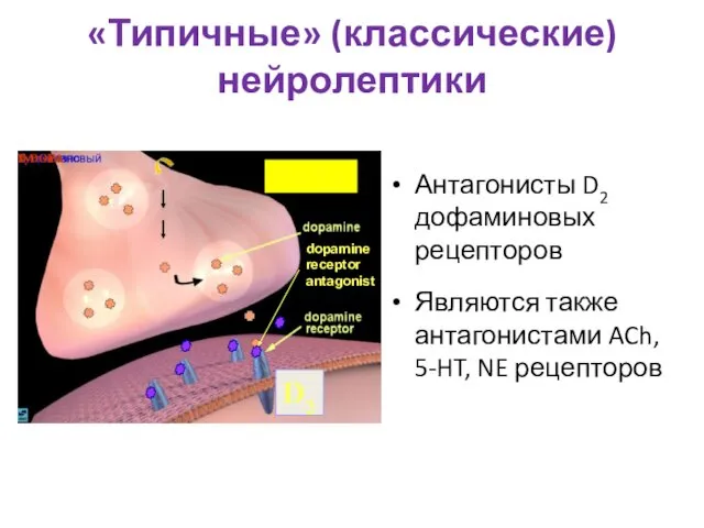 «Типичные» (классические) нейролептики Антагонисты D2 дофаминовых рецепторов Являются также антагонистами