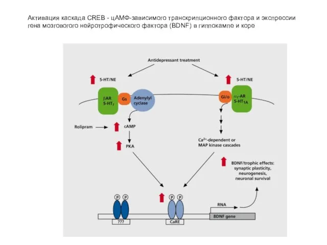 Активация каскада CREB - цАМФ-зависимого транскрипционного фактора и экспрессии гена