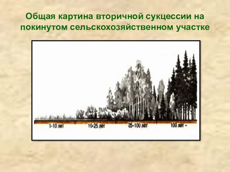 Общая картина вторичной сукцессии на покинутом сельскохозяйственном участке