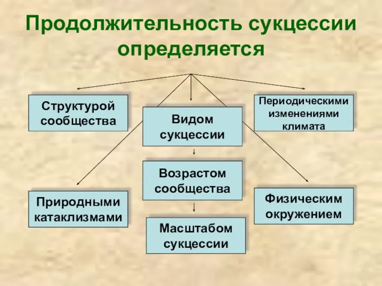 Продолжительность сукцессии определяется Структурой сообщества Видом сукцессии Природными катаклизмами Физическим