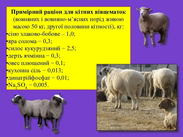 Примірний раціон для кітних вівцематок (вовняних і вовняно-м’ясних порід живою