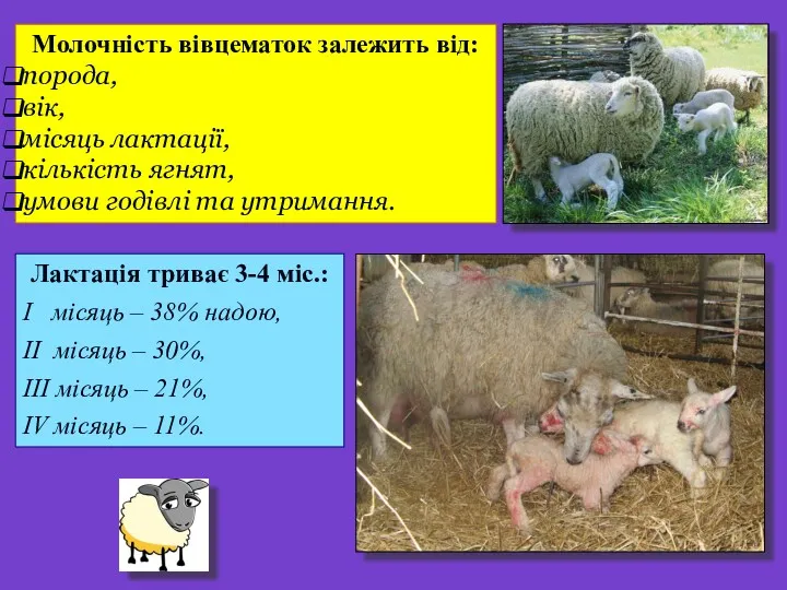 Молочність вівцематок залежить від: порода, вік, місяць лактації, кількість ягнят,