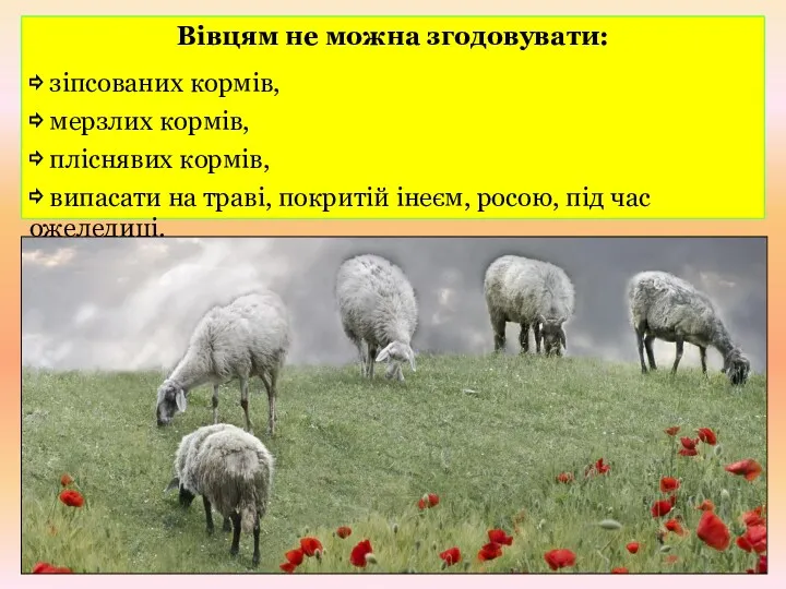 Вівцям не можна згодовувати: ⇨ зіпсованих кормів, ⇨ мерзлих кормів,