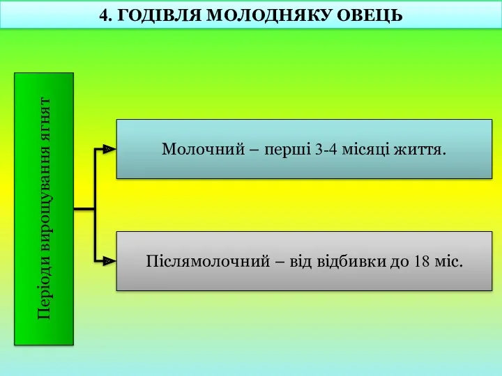 4. ГОДІВЛЯ МОЛОДНЯКУ ОВЕЦЬ