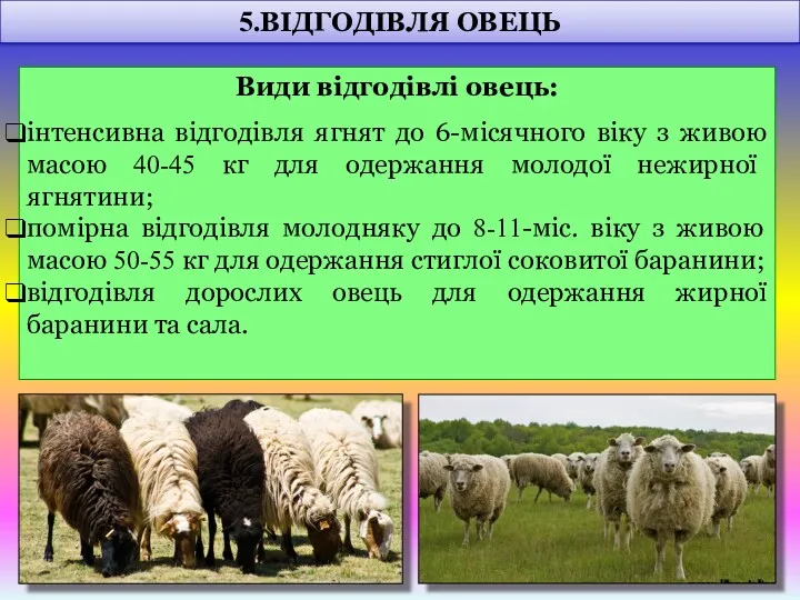 Види відгодівлі овець: інтенсивна відгодівля ягнят до 6-місячного віку з