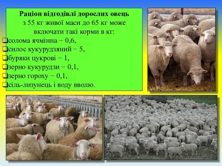 Раціон відгодівлі дорослих овець з 55 кг живої маси до