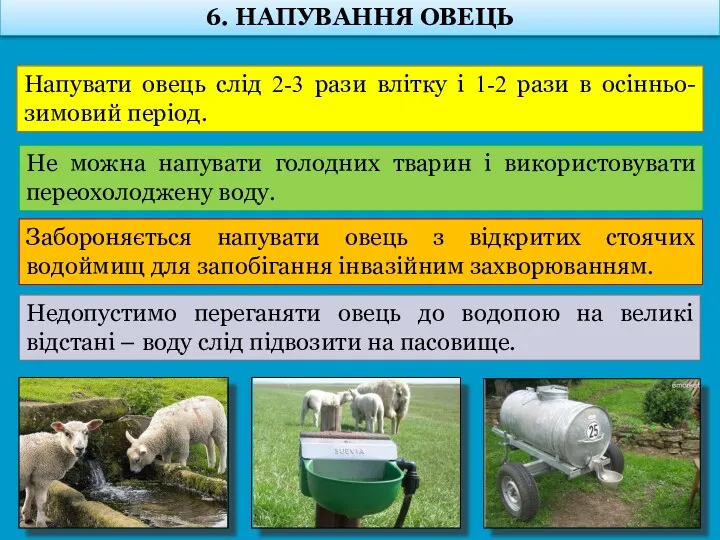 Напувати овець слід 2-3 рази влітку і 1-2 рази в