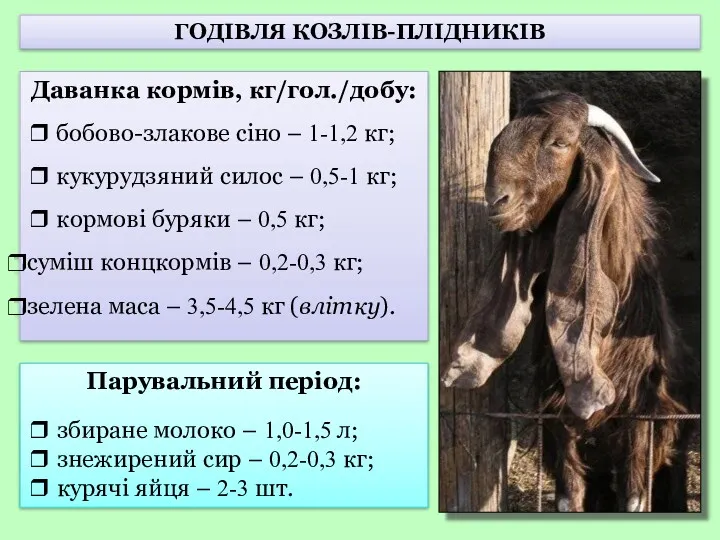 ГОДІВЛЯ КОЗЛІВ-ПЛІДНИКІВ Даванка кормів, кг/гол./добу: ❒ бобово-злакове сіно – 1-1,2