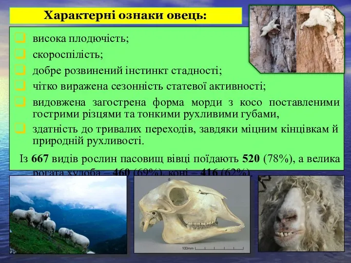 висока плодючість; скороспілість; добре розвинений інстинкт стадності; чітко виражена сезонність