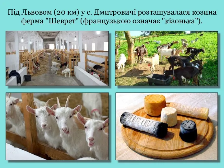 Під Львовом (20 км) у с. Дмитровичі розташувалася козина ферма "Шеврет" (французькою означає "кізонька").